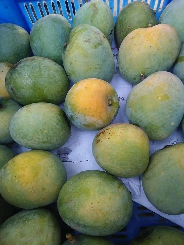 রাজশাহীর প্রিমিয়াম হিমসাগর আম (১১ কেজি স্পেশাল ফ্যামিলি প্যাক) - Image 4