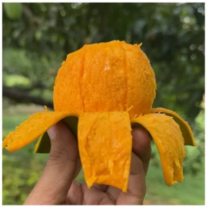 রাজশাহীর প্রিমিয়াম হিমসাগর আম (১১ কেজি স্পেশাল ফ্যামিলি প্যাক)
