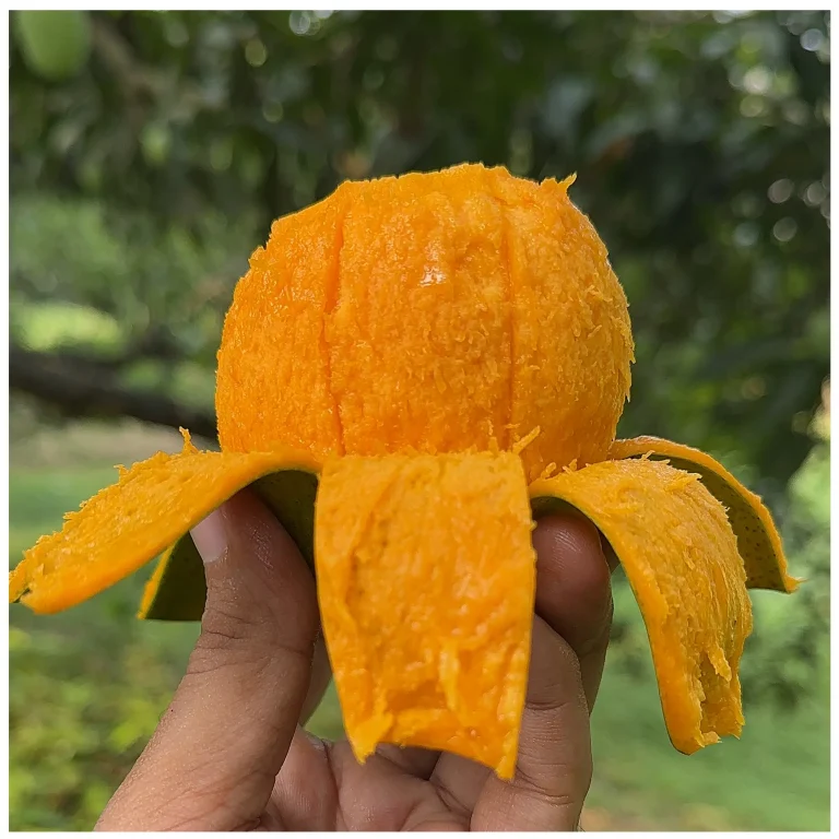 রাজশাহীর প্রিমিয়াম হিমসাগর আম (১১ কেজি স্পেশাল ফ্যামিলি প্যাক)